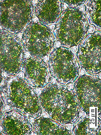 ハイツボミゴケの葉の細胞
