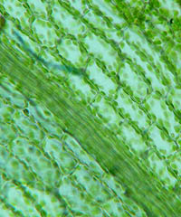 ヒョウタンゴケの葉身細胞