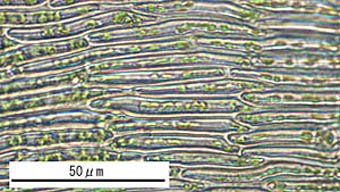 タカサゴサガリゴケ葉身細胞