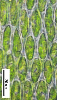 チャボヒラゴケの葉中部の細胞