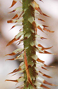キヨスミヒメワラビの鱗片