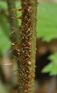 ミドリシダの鱗片